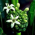 noni fruit